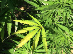 ohio-dui-ovi-marijuana-laws